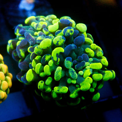 JC Ultra Splatter Hammer