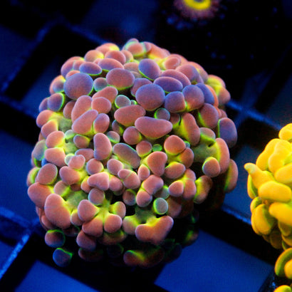 SBB INSANE Hologram Hammer