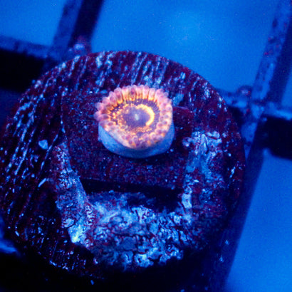 Stratosphere Zoanthid