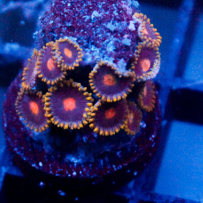 JC Radar Blip Zoanthid