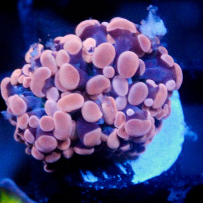 JC Pink Hammer