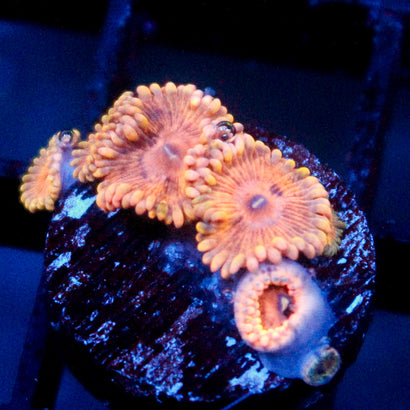 JC Orange Cream Zoanthid