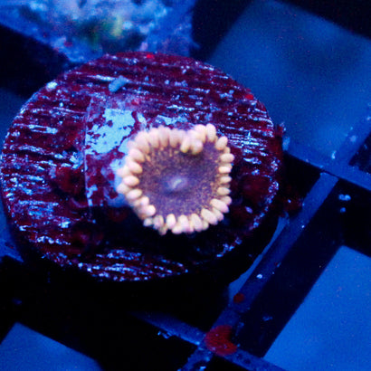 Golden Globle Zoanthid