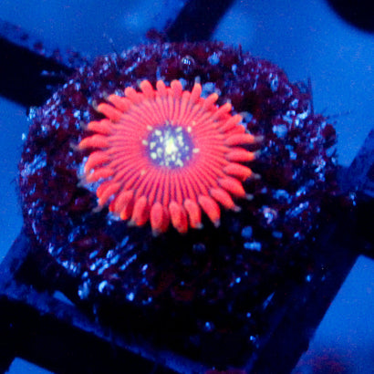 JC Magician Zoanthid