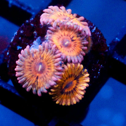 Stratocaster Zoanthid