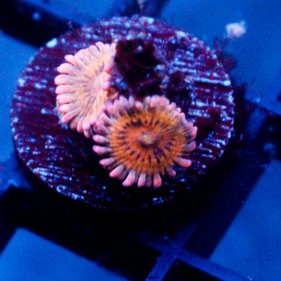 Stratocaster Zoanthid