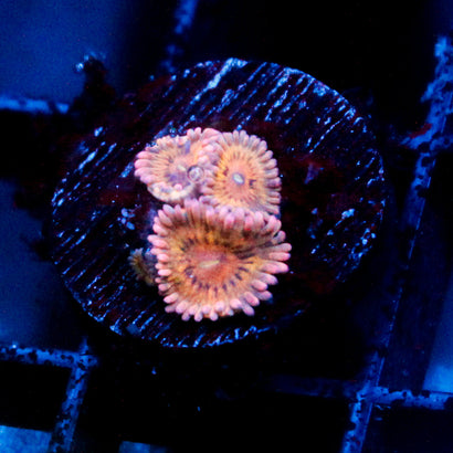 Stratocaster Zoanthid