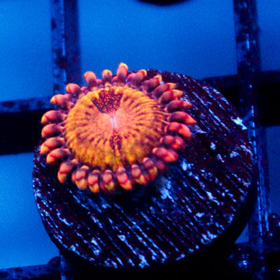 JC Speckled Kraze Zoanthid