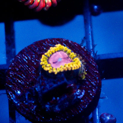 Pink Diamond Zoanthid