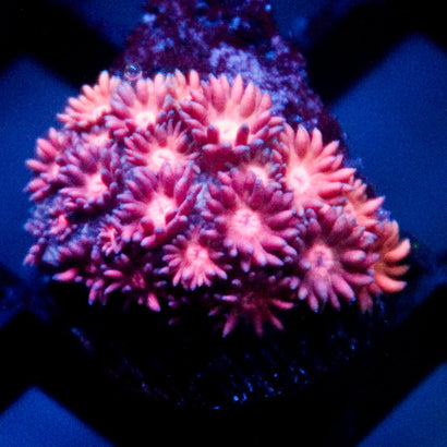 JC Pink Rainbow Goni