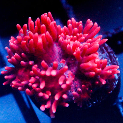 JC Red Kraze Goni