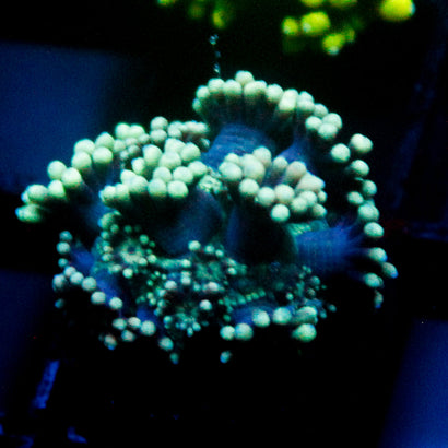 JC Green Slime Goni
