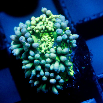 JC Blue Rainbow Goni