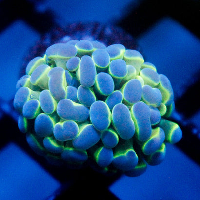 JC Hologram Hammer V1