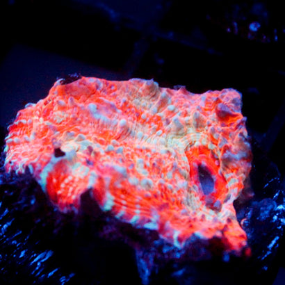 JC Blue Citrus Chalice