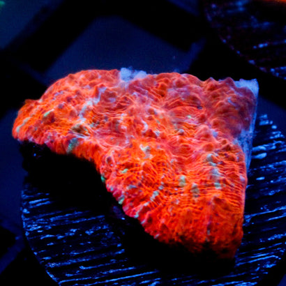 JC Citrus Dream chalice