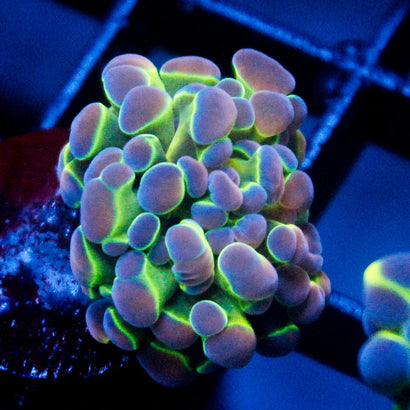 JC Ultra Hologram Hammer