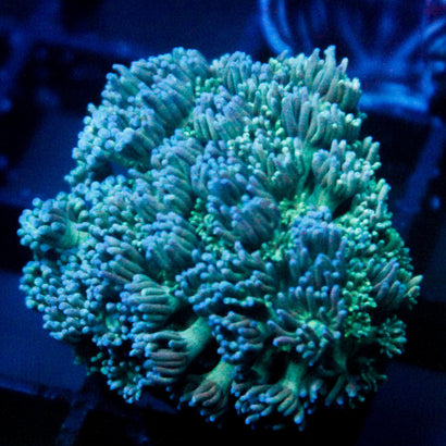 JC Blueberry Blast Goni