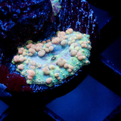 Neptune Bounce Mushroom