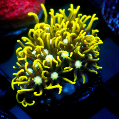 JC GSP