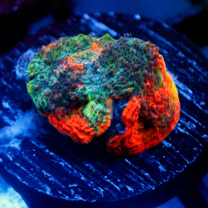 JC Copper Rainbow Echinata