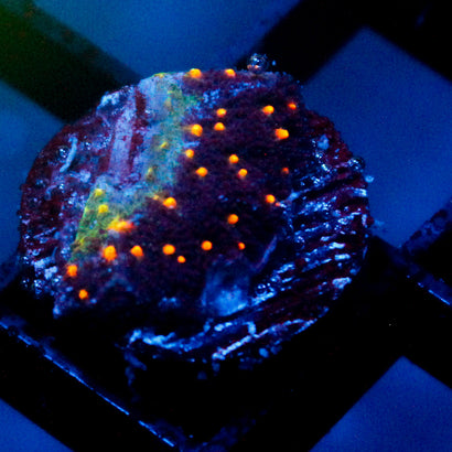 John Deere Psammocora