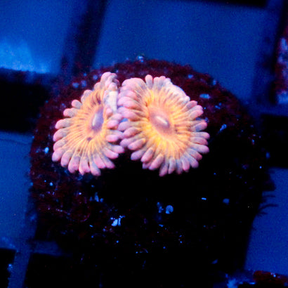 JC Chiquita Zoanthid