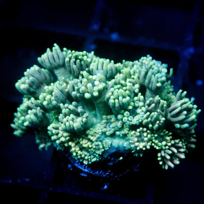 JC Pink Tip Octo