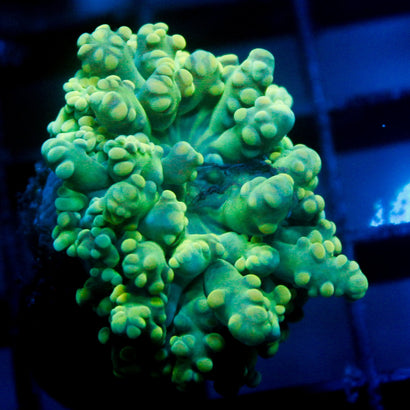 JC Oskar The Grouch Octo