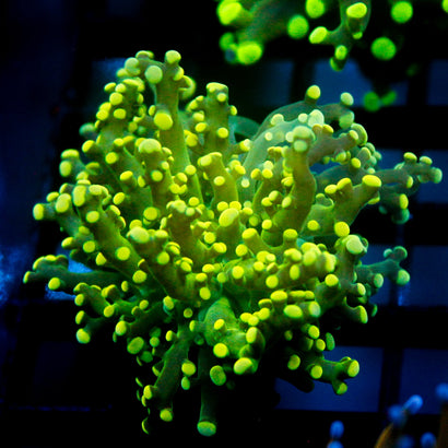 JC Bright Green Octo