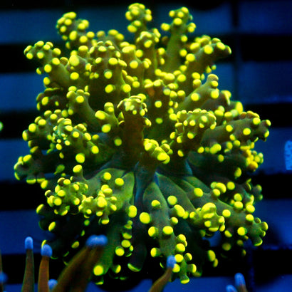 JC Neon Yellow Octo