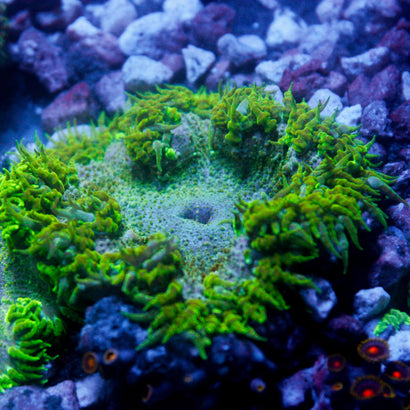 JC Ultra Rock Flower Anemone