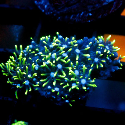 JC Ultra Rock Flower Anemone