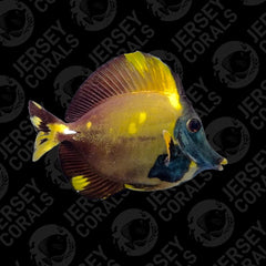 Aberrant Koi Tang