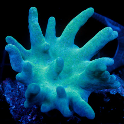 Devils Hand Lobophytum