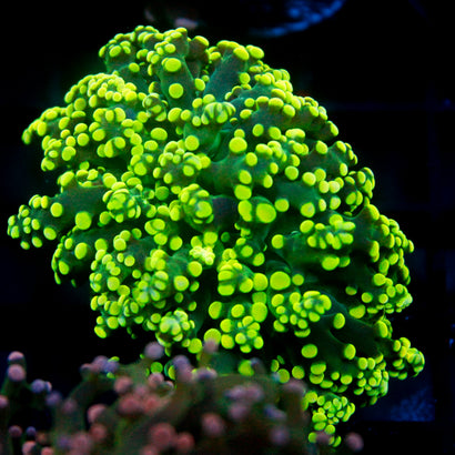 JC Neon Green Octo