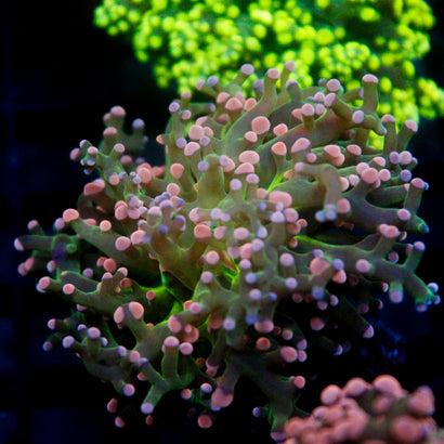 JC Cotton Candy Octo