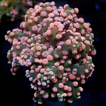 JC Pink Tip Octo