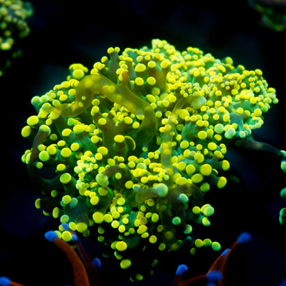 JC Neon Yellow Octo