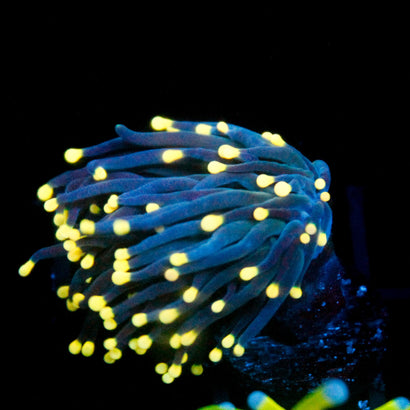 JC Yellow Tip Hurricane