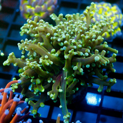 JC Green Octo