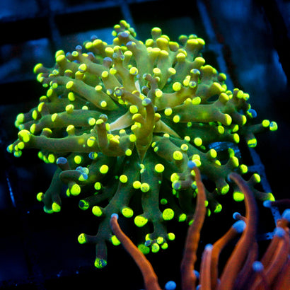 JC Yellow Tip Octo
