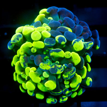 JC Bicolor Splatter Hammer