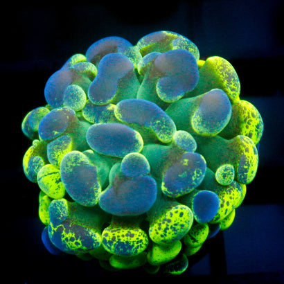 JC Ultra Splatter Hammer