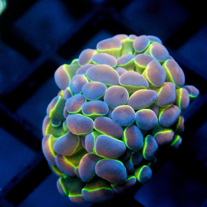 JC Ultra Hologram Hammer