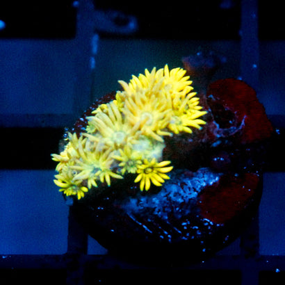 Easter Surprise Goni