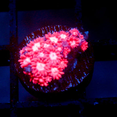 JC Pink Kraze Goni