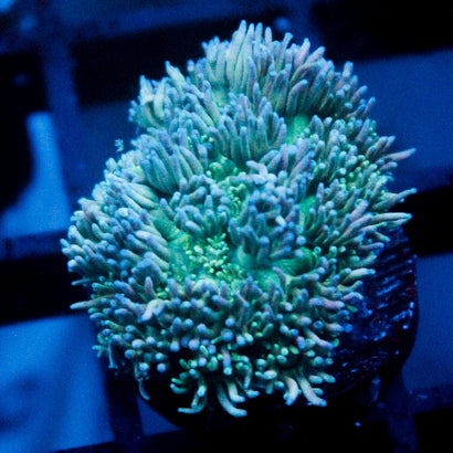 JC Blue Rainbow Goni