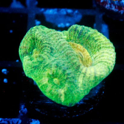 JC Neon Green Favia