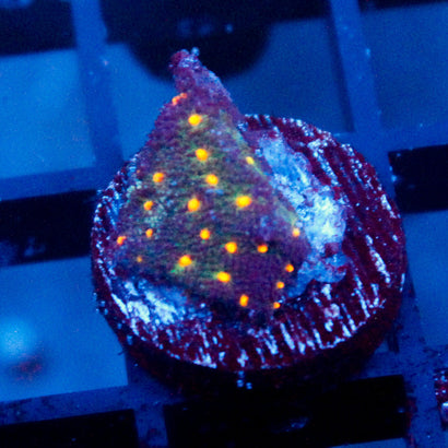 John Deere Psammocora